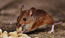 24 Hour & Emergency Exterminators in Paterson, NJ